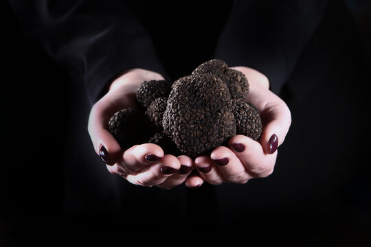 Handful of black truffles in woman's hands. Exquisite and fragrant mushroom. Truffle mushroom. Unrecognizable person. Black background. Close up. Copy space.