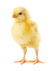 Obraz premium Cute yellow chick on white background. Baby animal