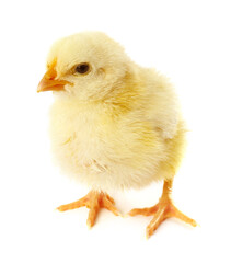 Obraz premium Cute yellow chick on white background. Baby animal