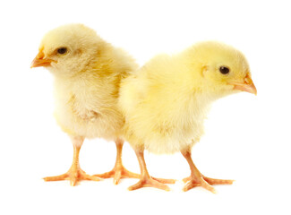 Fototapeta premium Cute yellow chicks on white background. Baby animals