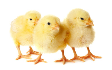 Obraz premium Cute yellow chicks on white background. Baby animals