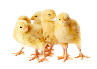 Obraz premium Cute yellow chicks on white background. Baby animals