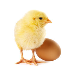 Obraz premium Cute yellow chick and egg on white background. Baby animal