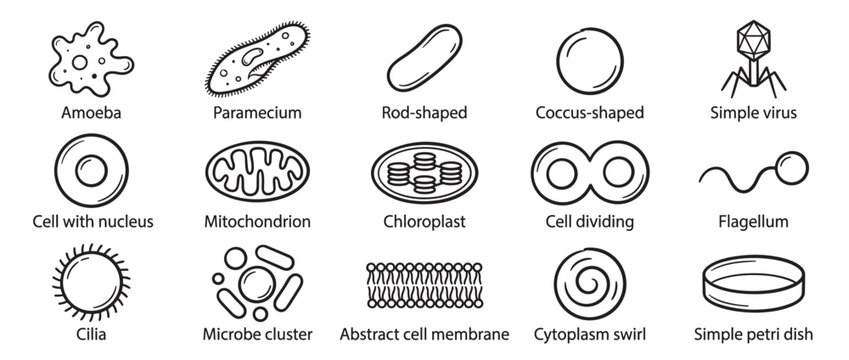 Collection of fifteen black and white outline icons illustrating various biological cells and microorganisms