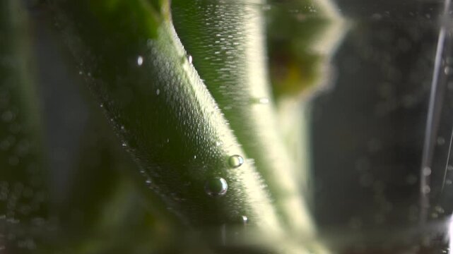 Green Stem Bubbles. Detailed View Of Submerged Green Stem With Microbubbles In Transparent Container . Media