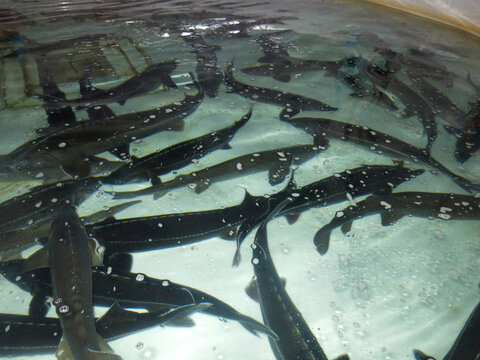 basters (a cross between beluga and sturgeon) in the pool at the Volgorechensk fish farm