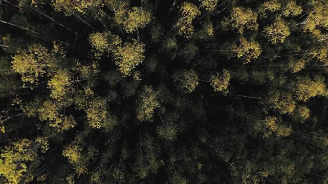 High-angle view of eucalyptus tree rows in a timber plantation; Sapucai-Mirim, Brazil. Features upward crane and rotating camera motion