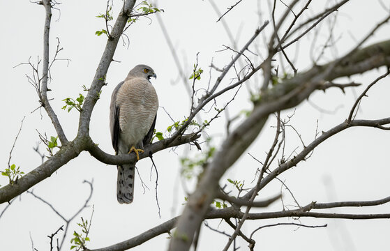 Shikra perched elegantly showcasing alert posture in cool cloudy daylight