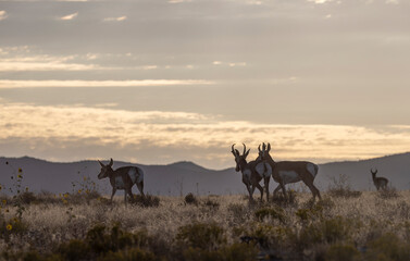 Pronghorn Antelope Buck and Does in Wyoming in Autumn © natureguy