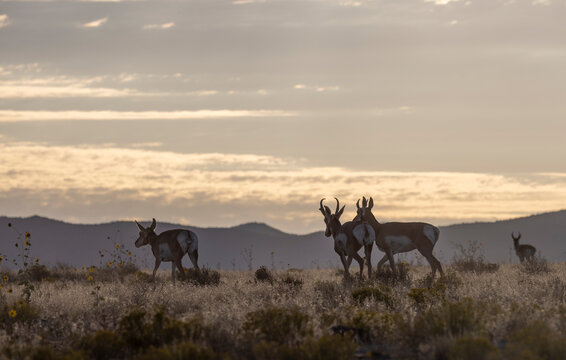 Pronghorn Antelope Buck and Does in Wyoming in Autumn