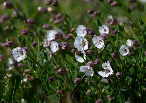 Sil&egrave;ne uniflora en fleurs dans les rochers