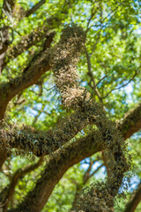 Fototapeta premium Dried brown resurrection ferns and shriveled moss thickly covering a tree branch during a dry spell in a tropical ecosystem.