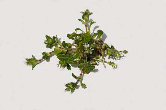 Little mouse-ear Cerastium semidecandrum. Small white flowers.  Carnation family (Caryophyllaceae). White background. Spring, March, Netherlands. 