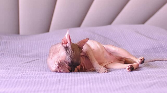 Egyptian sphinx cat licking himself while sitting on the bed. Close-up of a bald cat licking his body. Slow motion