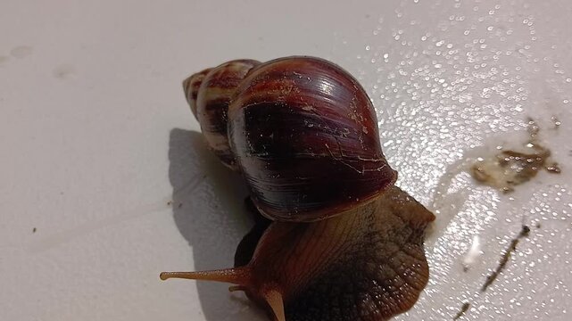A giant African land snail, whose scientific name is Lissachatina fulica, on a white surface in S&atilde;o Lu&iacute;s, MA, Brazil.