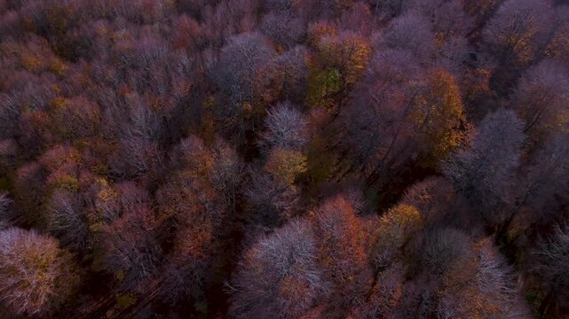 Aerial view from a drone of the autumn landscape in the Sierra de Entzia. &Aacute;lava. Basque Country. Spain. Europe