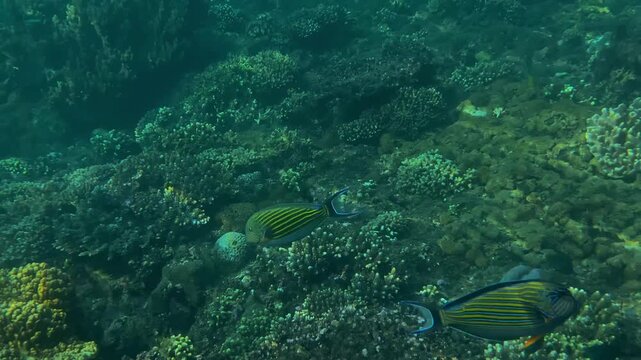 Striped tang patrolling coral garden, single tropical tang gliding above branching coral and algae patches with slow current and clear visibility, intimate reef study, Amed,Bali,Indonesia