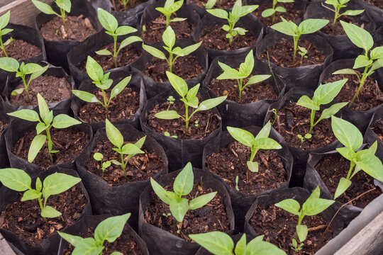 Green pepper seedlings growing in garden soil. Farming and gardening concept in spring season.