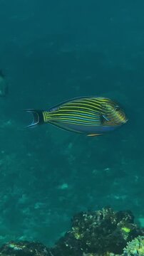 Bannerfish and surgeonfish swim together over coral reef, vibrant yellow and black bannerfish gliding alongside striped surgeonfish near branching coral in clear tropical water,Bali,vertical video