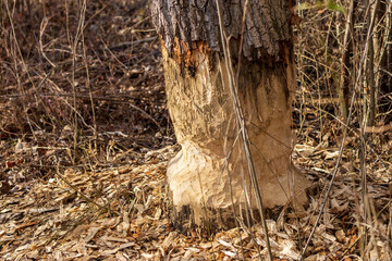 Close-up of tree trunk freshly gnawed by a beaver © Roman Bjuty
