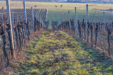 Obraz premium Winter Vineyard with Pruned Vines and Branches in Rows