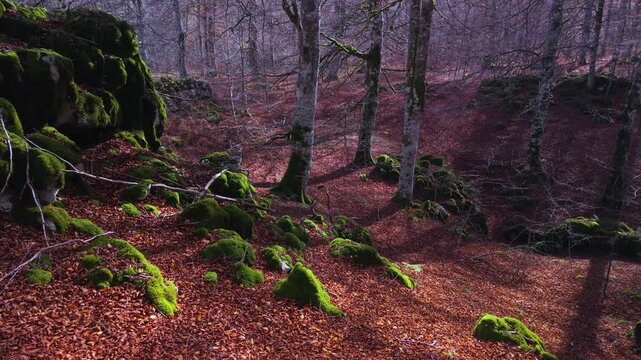 Aerial view from a drone of the autumn landscape in the Sierra de Entzia. &Aacute;lava. Basque Country. Spain. Europe