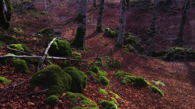 Aerial view from a drone of the autumn landscape in the Sierra de Entzia. &Aacute;lava. Basque Country. Spain. Europe