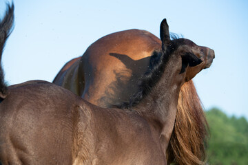Obraz premium beautiful black foal of sportive breed walking with mom at green meadow at freedom. morning