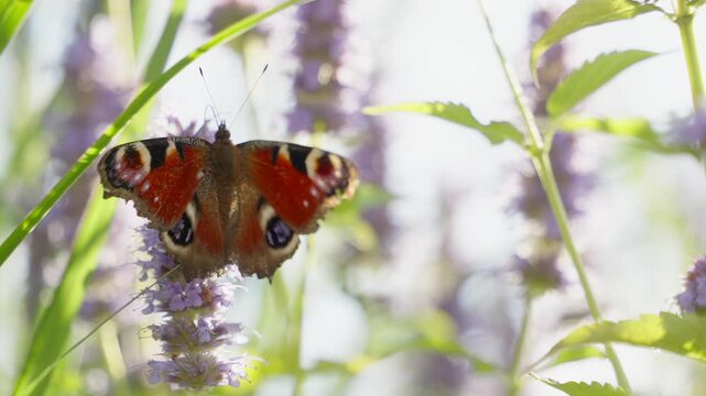 A butterfly takes off from a lavender flower, slow motion