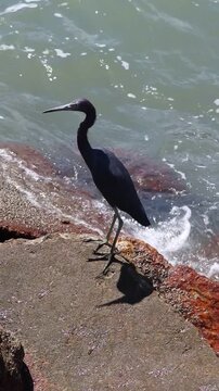 Little blue heron on Coastal Rocks with Ocean Waves Crashing	