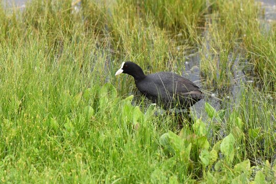 Eurasian coot (Fulica atra) in the grass wetland