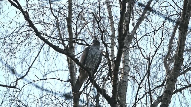Eurasian goshawk taking off to flight in slow motion, another angle