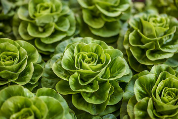 Obraz premium A close up view of vibrant green succulent rosettes growing together in a tight garden cluster