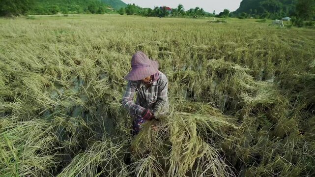 Woman peasant harvesting rice in a flooded paddy field with a sickle in Cambodia