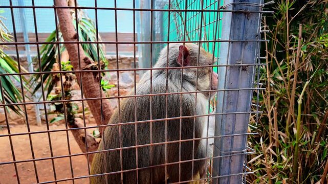 4K close-up of a monkey in zoo captivity, showing a quiet, sad expression, capturing the emotion and plight of animals in confinement.