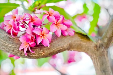 Close-up video of vibrant pink plumeria blossoms blooming against a clear blue sky. Tropical frangipani flowers gently sway in natural daylight, capturing fresh spring beauty and serene outdoor