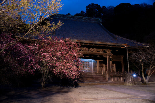 鎌倉26328　妙本寺１　夜景の海棠