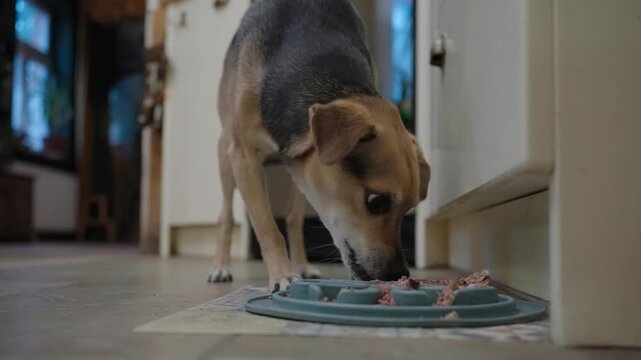 Small pet dog eagerly eats her breakfast from a plate on the floor