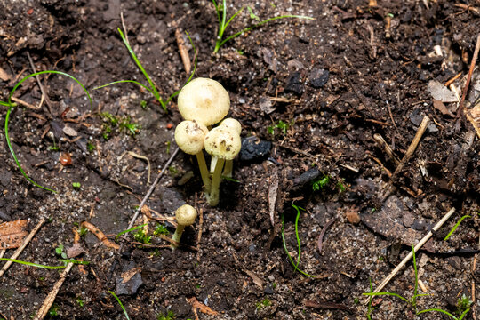 Dung roundhead fungi (Protostropharia semiglobata)