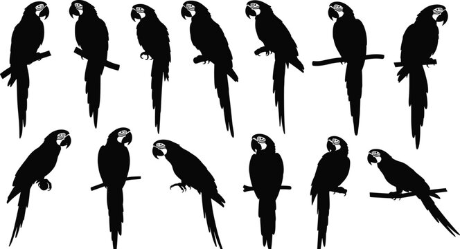 Collection of macaw parrot silhouettes featuring various perched and standing poses on branches isolated on white background for tropical and wildlife nature design