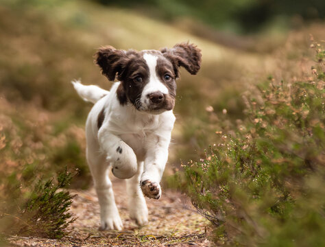 Springer Spaniel Puppy Running Towards Camera in Forest