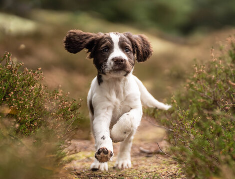 FT Springer Spaniel Puppy Running Towards Camera in Forest