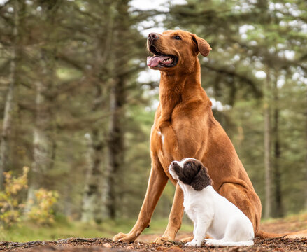 Labrador Mix and Springer Spaniel Puppy Sitting Together in Forest
