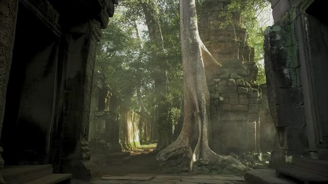 Ancient stone ruins of Ta Prohm temple with strangler fig trees in the jungle of Angkor
