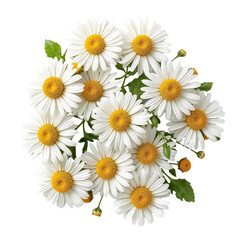 Obraz premium bouquet of daisies, isolated on transparent background 