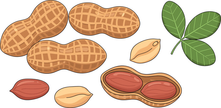 Vector Set of Peanuts in Shell, Shelled Peanuts, Peanut Kernels, and Peanut Plant for Food, Snack, and Agricultural Illustrations