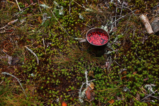 Hiking mug of tea with cranberries in the forest
