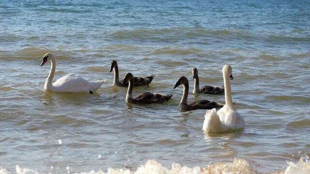 A family of wild swans at sea. Two adult white birds and three black chicks. A family vacation at sea.