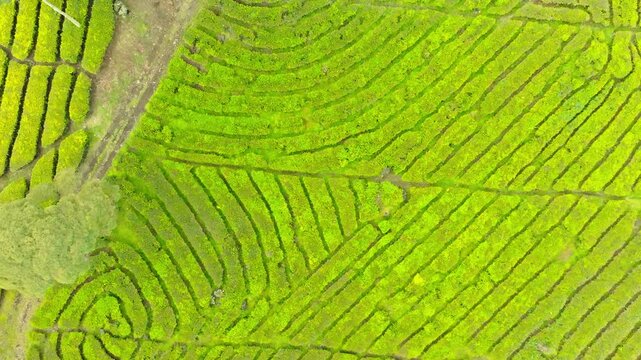 Aerial of curved tea plantation rows creating flowing green patterns across hillside terrain.