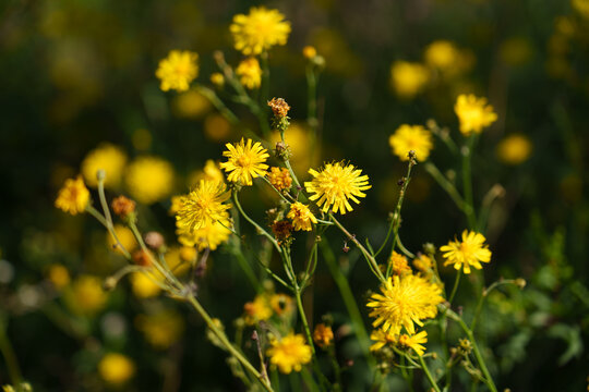 Many yellow Crepis flowers grow in a meadow. Wildflowers with branched stems and small yellow blooms. Bokeh background.